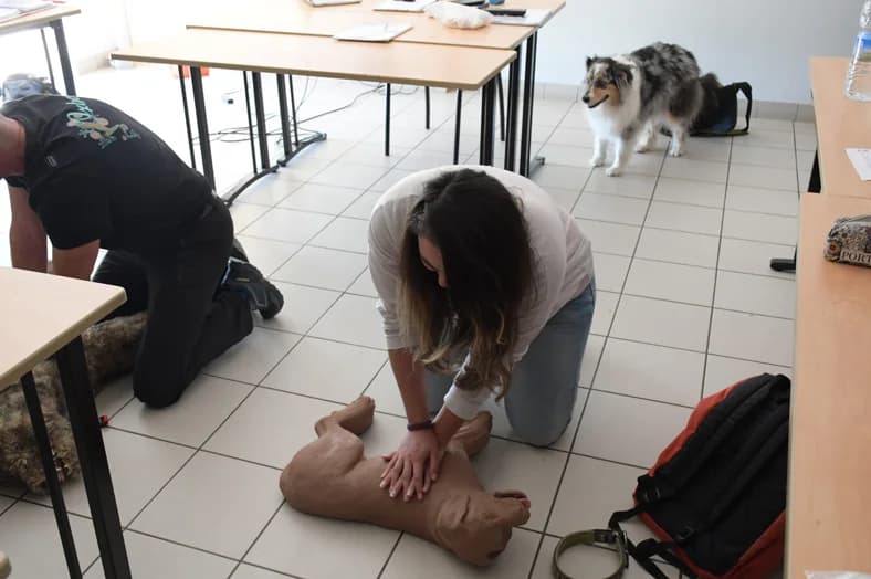 Participante pratiquant un massage cardiaque sur un mannequin canin